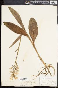 Habenaria fimbriata image