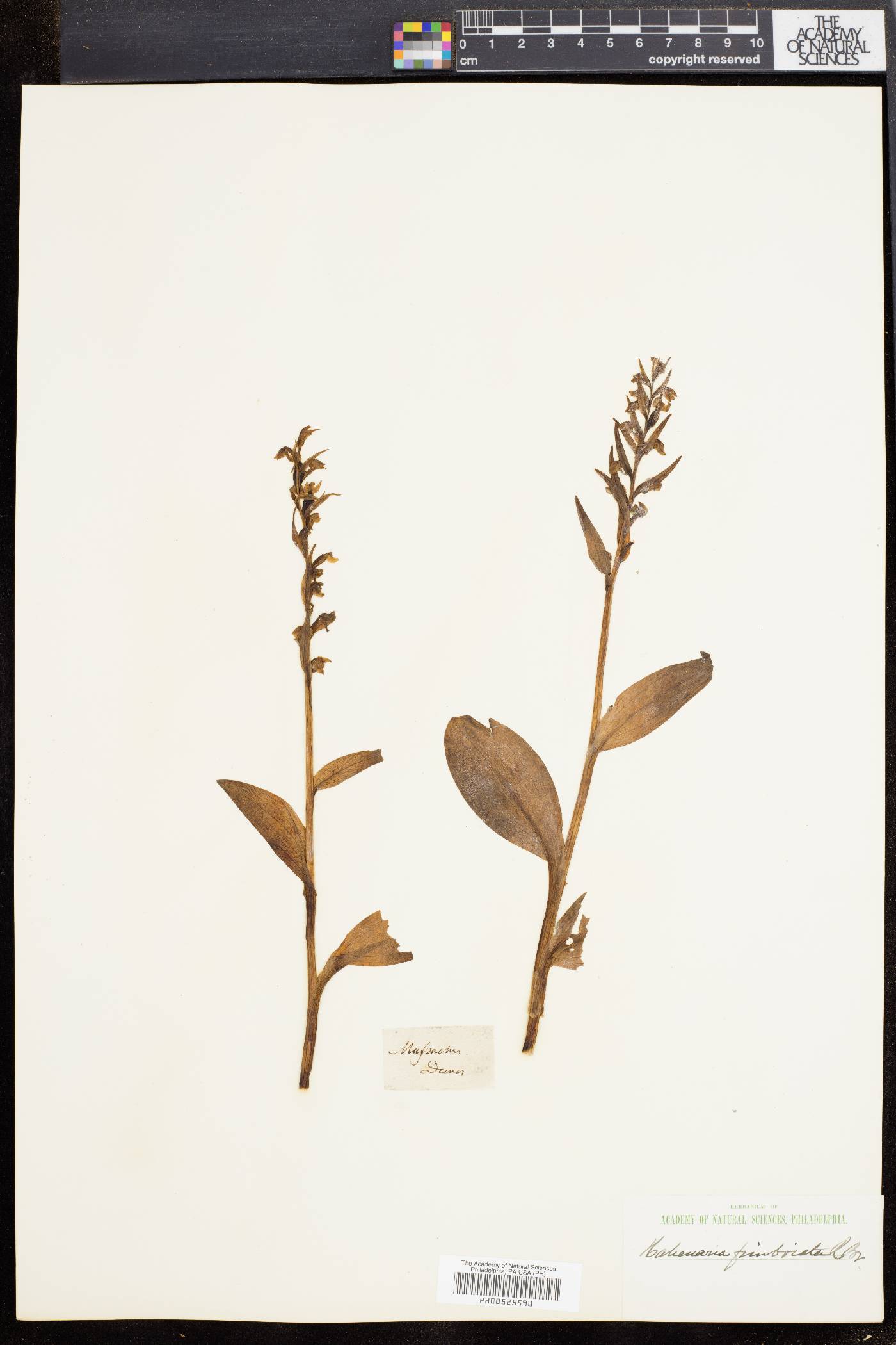Habenaria fimbriata image