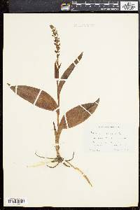 Platanthera flava image