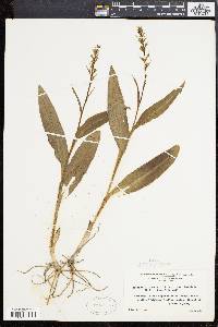 Dactylorhiza viridis var. virescens image