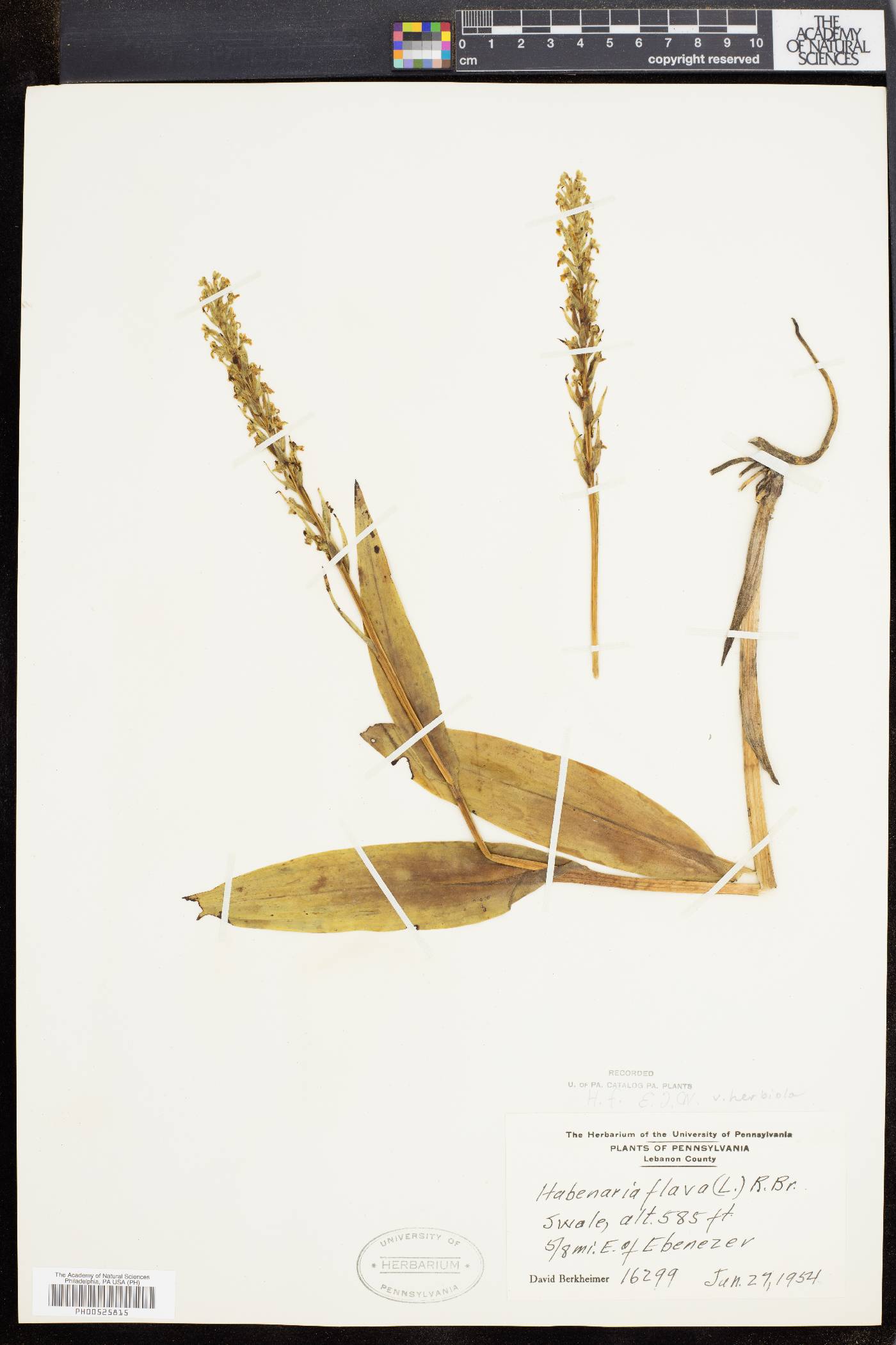 Dactylorhiza viridis var. virescens image