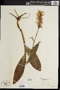 Platanthera grandiflora image