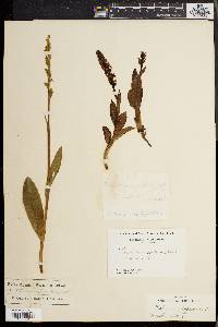 Platanthera hyperborea image