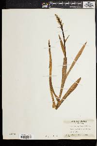 Platanthera hyperborea image