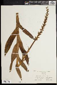 Platanthera hyperborea image