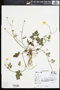 Ranunculus repens image