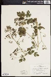 Thalictrum polygamum image