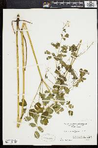 Thalictrum polygamum image