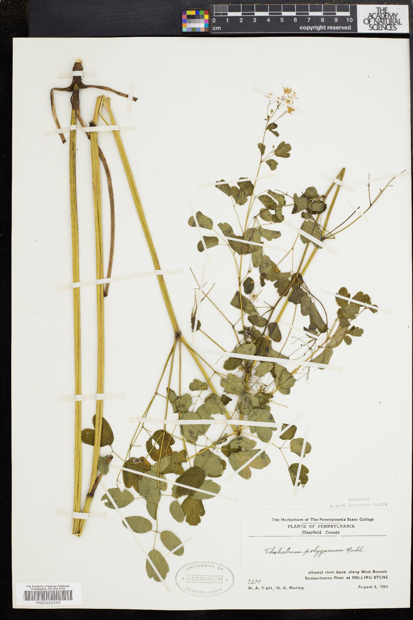 Thalictrum polygamum image