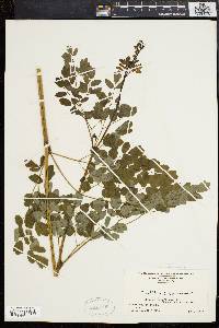 Thalictrum polygamum image