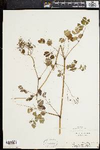 Thalictrum polygamum image