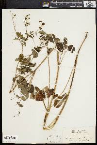 Thalictrum polygamum image