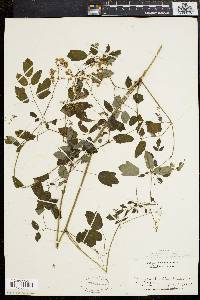 Thalictrum polygamum image