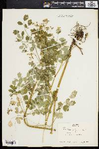Thalictrum polygamum image