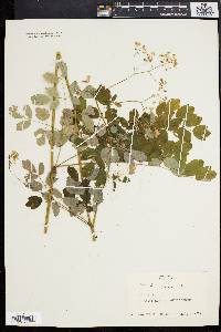 Thalictrum polygamum image