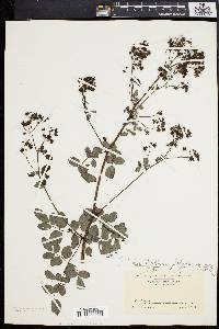 Thalictrum polygamum image