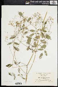 Thalictrum polygamum image