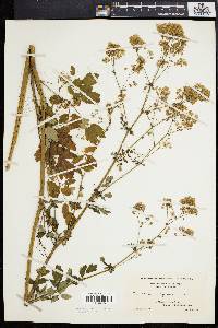 Thalictrum polygamum image