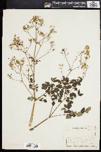 Thalictrum polygamum image