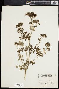 Thalictrum polygamum image