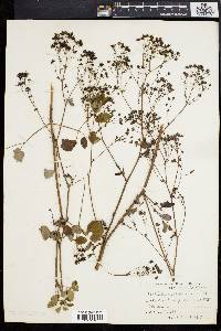 Thalictrum polygamum image