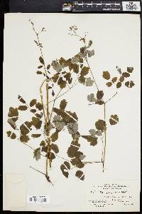 Thalictrum polygamum image