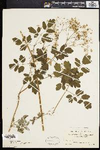Thalictrum polygamum image