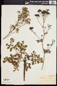 Thalictrum polygamum image