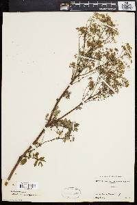 Thalictrum polygamum image