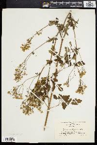 Thalictrum polygamum image