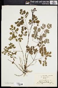 Thalictrum polygamum image