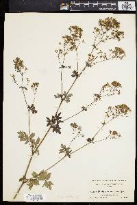 Thalictrum polygamum image