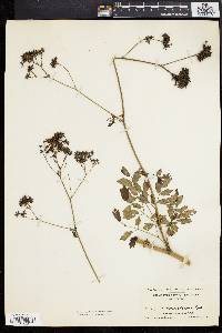 Thalictrum polygamum image