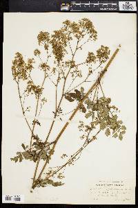 Thalictrum polygamum image