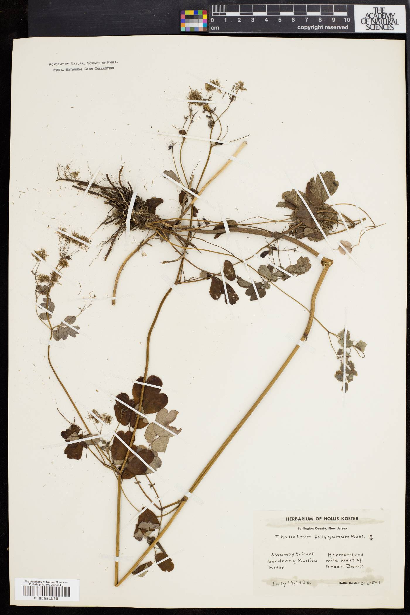 Thalictrum polygamum image