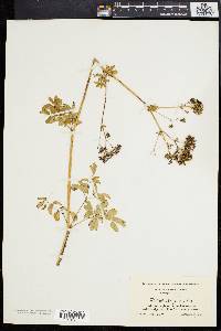 Thalictrum polygamum image