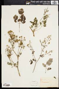 Thalictrum polygamum image