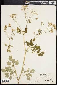 Thalictrum polygamum image