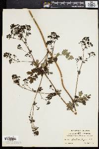 Thalictrum polygamum image