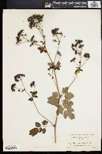 Thalictrum polygamum image