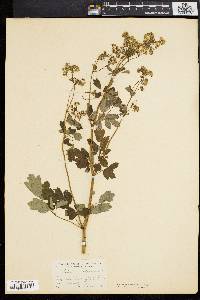 Thalictrum polygamum image