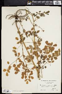 Thalictrum polygamum image