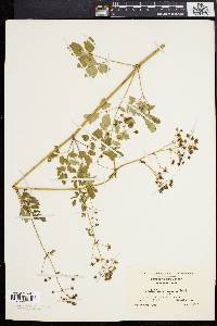 Thalictrum polygamum image