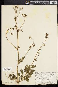 Thalictrum polygamum image