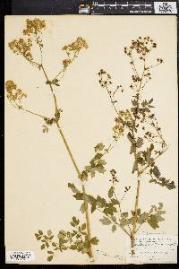 Thalictrum polygamum image