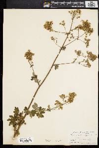 Thalictrum polygamum image