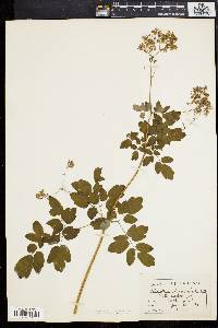 Thalictrum polygamum image