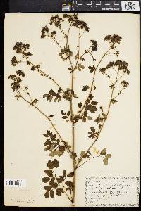 Thalictrum polygamum image