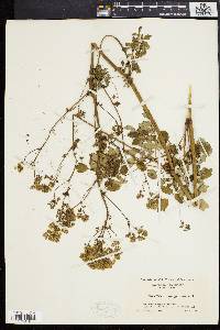 Thalictrum polygamum image