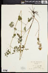 Thalictrum polygamum image